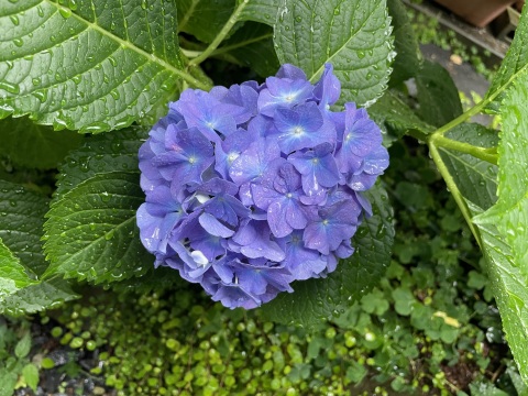 写メ
