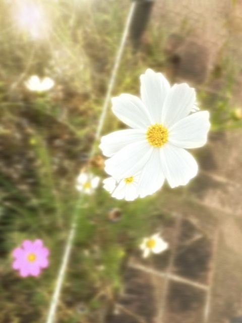写メ