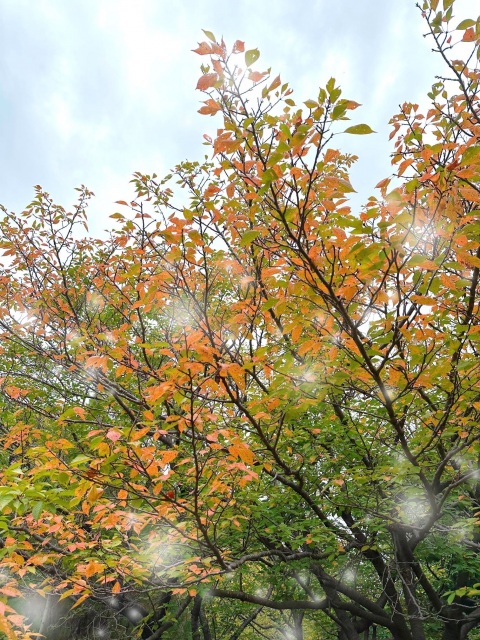 写メ