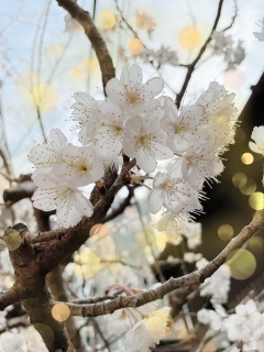 写メ