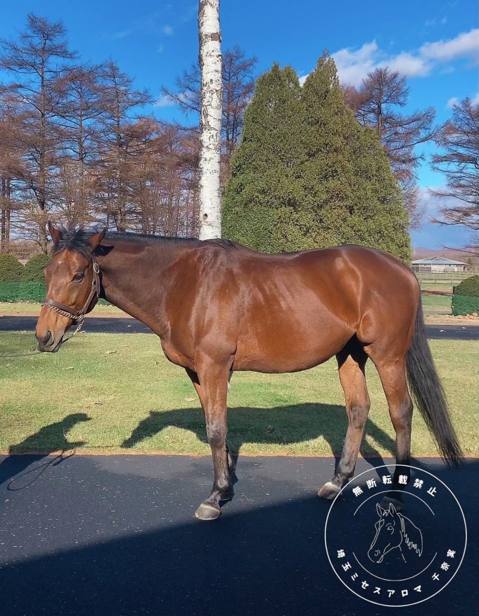 アップロード画像