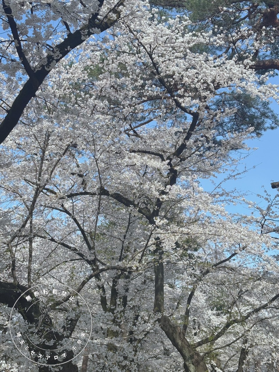 アップロード画像