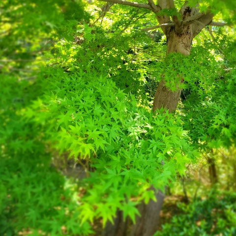 写メ